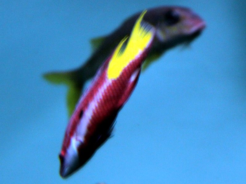 �L���E�o���z�O�t�B�b�V��(Spotfin Hogfish)